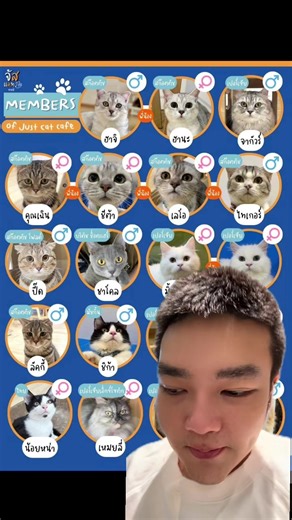 #ข่าวtiktok #คาเฟ่แมว #แมว #รักสัตว์ #บางเขน