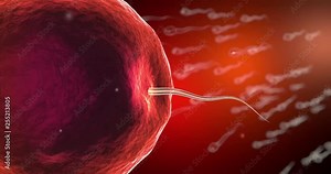 Fertilization of human egg cell by sperm cell spermatozoon