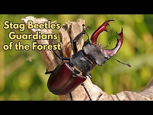 Stag Beetles: Guardians of the Forest - Their Secrets and Survival