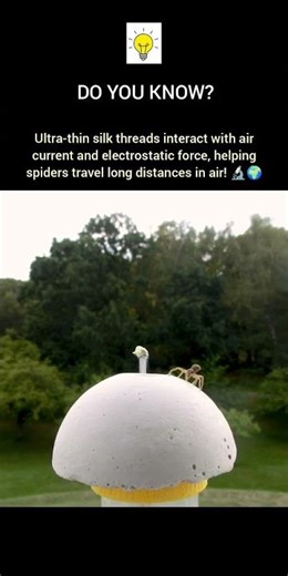Spider flying without wings? 🕷️✈️This amazing scientific phenomenon is called "Ballooning". #shots