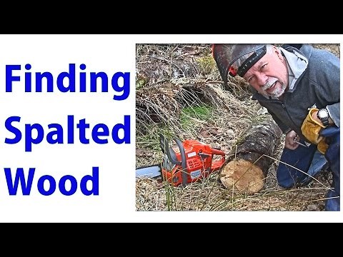 Finding Exotic Spalted Wood Lumber - a woodworkweb video