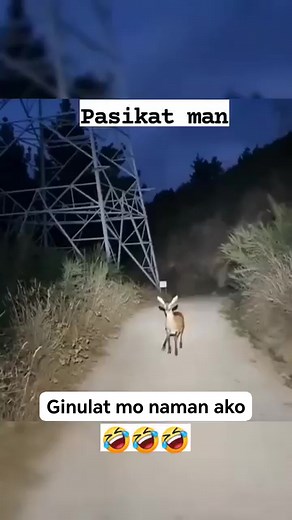 Hala, bakit ganon? #laugh #funnyreels #funny #laughtrip #viralreelschallenge2025viralreelschallengejaiviralreelschallengeviralreelschallenge #highlights #reelsvideoシ #laughter #LaughOutLoud #addsonreels #bonusesmonetization #goats #memes | Jamespaul Monteloyola Mangarin