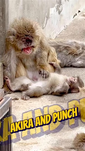 Akira the King grooming Punch