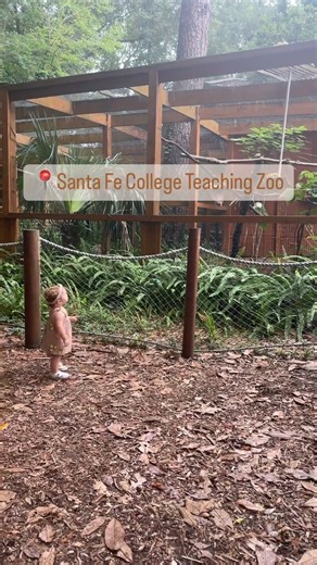 ⏰Open daily from 9 a.m. - 3 p.m. 📍The Santa Fe College Teaching Zoo is located on SF’s Northwest Campus.3000 NW 83rd Street Gainesville, FL 32606 🌿1/4 mile trail through the wooded environment is lined with mulch and is stroller and/or wheelchair accessible. 🦆Check out the walk through Florida Bird Aviary 🐢🐗🦅🦉🦚 The Zoo showcases a diverse collection that contains both native and exotic species for everyone to enjoy | Fun 4 Gator Kids
