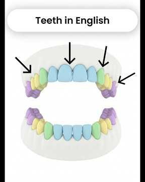 🦷 Do You Know Your Teeth in English? #englishforbeginners #easyenglish #english #dentist