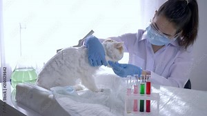 animal experiments, veterinary study pet on desk in modern laboratory in bright light