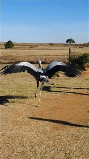 Secretary Bird awesome kick! 😱⚠️ l #shorts #facts #animals