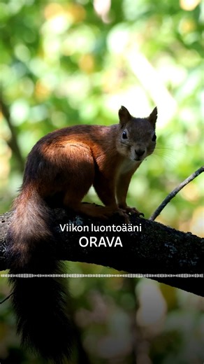 Oravat viihtyvät hyvin kaupungeissa. Mutta miksi? 🎧 Kuuntele Viikon luontoääni Areenassa: https://areena.yle.fi/1-75812367 | Yle Luonto
