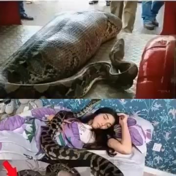 Woman slept with her Python every night, until the worst happened...see more | Phukethon