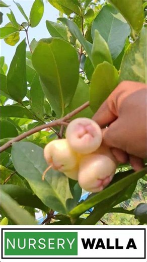 JAVA APPLE REVIEW REAL OR FAKE ? #fruitplants #nurserywala