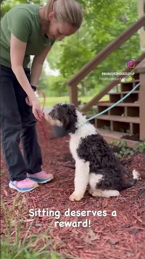 Training Sheepadoodle Puppy to sit! #sheepadoodle #doodle