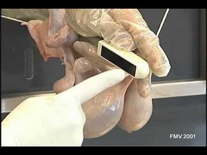 Échographie du système reproducteur chez la vache ( encyclopedie vétérinaire )