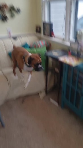 How excited is your dog to see you at the end of the day? #dogs #dogslife #boxerdog | Its a Boxer Dog Life