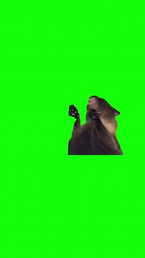Green Screen Screaming Cat Meme #greenscreenvideo #greenscreen #catmeme #catmemes #screamingcat
