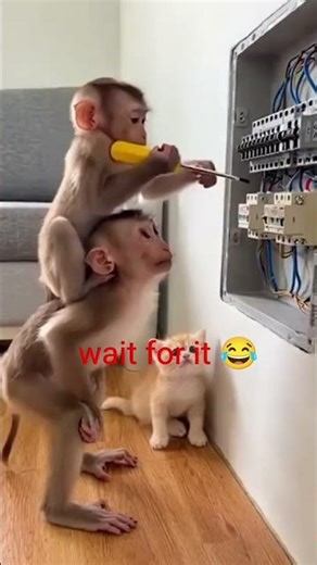 Monkey vs Electricity ⚡🐒 You Won’t Believe What Happens!😂