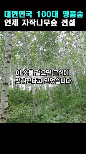 산림청의 '대한민국 100대 명품숲 인제 자작나무숲 전설