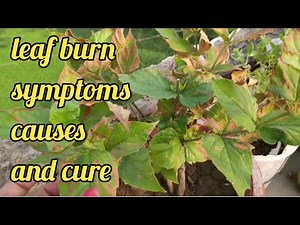 Leaf burn symptoms, causes & cure