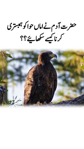 Powerful Eagle Sitting on a Tree Branch#power #tik_tok #viralvideos #eagle #viral