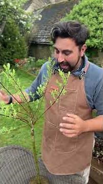 Here’s my quick guide on caring for Flamingo Willow #willow #flamingo #gardeningtips