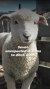 29K views · 693 reactions | Still don’t understand why you need to drop wool? From mulesing to inhumane shearing practices, the wool industry often puts sheep through extreme stress and pain for profit. | PETA (People for the Ethical Treatment of Animals) | Facebook