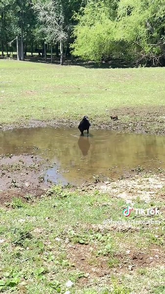 Confused Crow Thinks She's an Owl