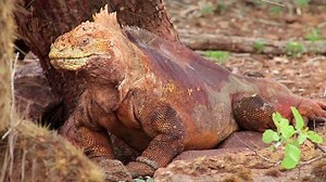 Galapagos Land Iguana Conolophus Subcristatus On Stock Footage Video (100% Royalty-free) 14151845 | Shutterstock