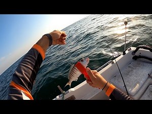 ΔΥΟ ΤΡΟΠΟΙ ΓΙΑ ΕΠΙΤΥΧΙΑ ΣΕ ΨΑΡΕΜΑ ΚΑΘΕΤΗΣ ΓΙΑ ΜΟΥΡΜΟΥΡΕΣ ΚΑΙ ΤΣΙΠΟΥΡΕΣ(ΛΙΓΔΕΣ)