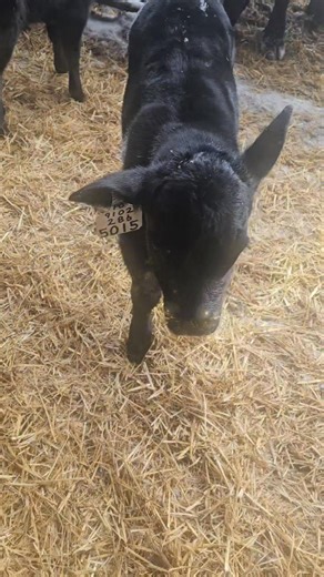 2025 at Brown’s Angus Ranch 🤍 Another busy, productive, and memory-filled year in the books. We were blessed with moisture from the beginning to the end of the year... which made haying season an adventure, but one we’re grateful for all the same. Calving season threw us a few cold spells, but the calves handled it like champs… even sporting “necklaces” for a bit until it warmed up enough to tag ears. Ranch life keeps you creative 😅 All summer long, Brooklynn, Parker, and Braxton put in the wo