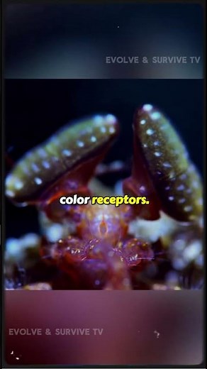 Animals That See Colors Humans Can't