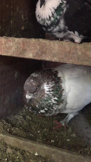 1.8K views · 33 reactions | Angry Pigeon | Abid Agro | Facebook