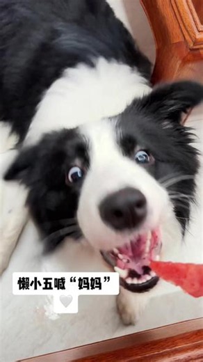 懒小五喊“妈妈”记 爱吃的孩子就是好学🤣第一下还想耍小心眼不喊妈妈就偷吃🍉中间还悄悄骂人了是不是？🤣最后为了这口西瓜🍉终于老老实实叫妈妈啦🤣#真实生活分享计划 #边牧 #萌宠出道计划 #创作者扶持计划 #毛孩子