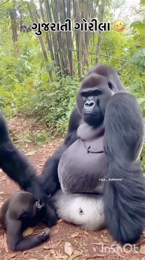 Blog comedy... #comedy #funny #papa #nuur