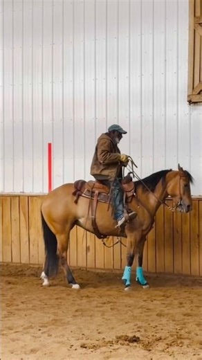 Quarter horse learning all the things.
