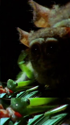 Wild Fight: Mantis vs Tasier