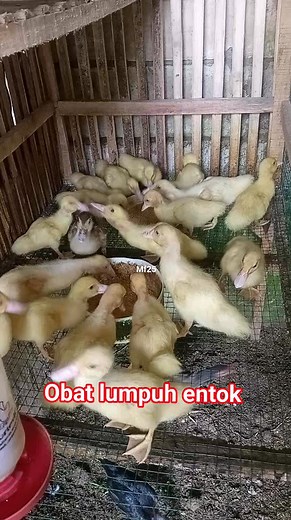 42K views · 443 reactions | Cara mengobati entok lumpuh di kala musim hujan /dingin #sorotan #pengikut #semuaorang #edukasiternakentok #ternakentok #carajualentok | Etos ds | Facebook
