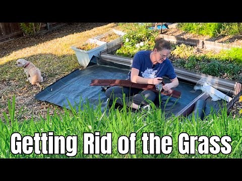 Transforming Grass into a Container Garden 🌿 | Cardboard & Mulch Method | She’s A Mad Gardener