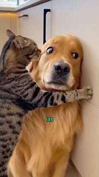 Why are dogs afraid of cats?