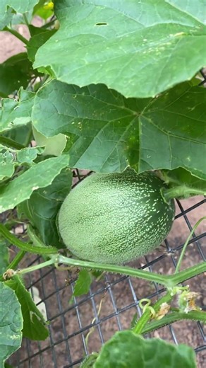 Rockmelon proudly grown by our resident crows #rockmelon #fruit #growagarden #growyourownfood #fun