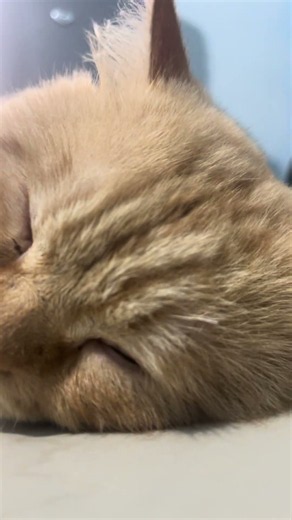 Sleeping well tonight #cat