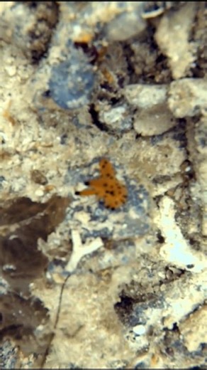 啥？！皮卡丘出现在海里？！#太平洋多角海蛞蝓 #Thecacerapacifica #pikachu #仙本那 #马来西亚 #潜水