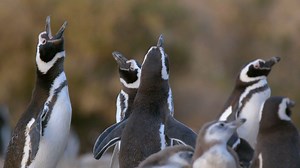 The phrase “their bark’s worse than their bite” is definitely true for these penguins, whose main form of defense against predators is to turn their head and squawk. | National Geographic Animals