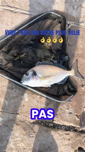 #sete #poseidon #daurada #34 la dorade royal