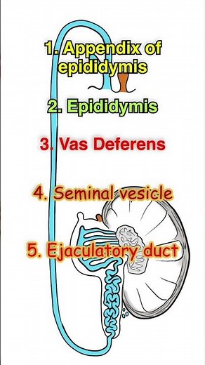 Mesonephric duct: Quick review its derivatives #anatomyshorts #anatomy