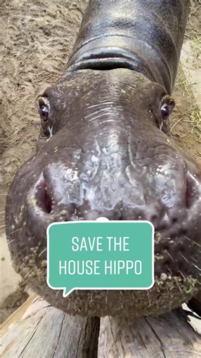 Support Pygmy Hippos this #GivingSZN 🦛🎁