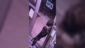 Miracle escape artist dog found; shelter staff react to his impressive breakout