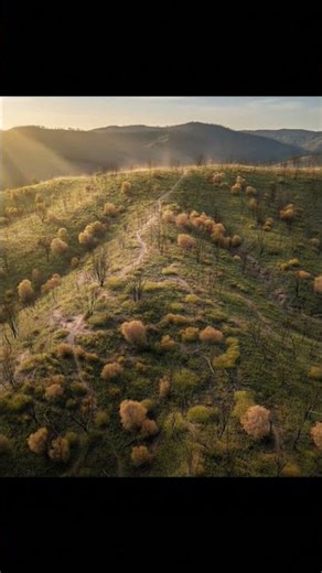 Watch This Forest Come Back to Life 🌱 After Devastation