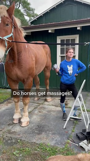 Watch one of the biggest horses in the world, Big John get a wonderful massage! #ohkaytacos #rescuehorse #bigjohn