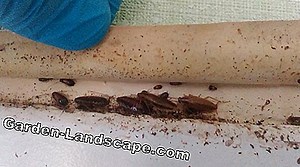 Other: Fighting bed bugs - all methods, means and costs | 2025