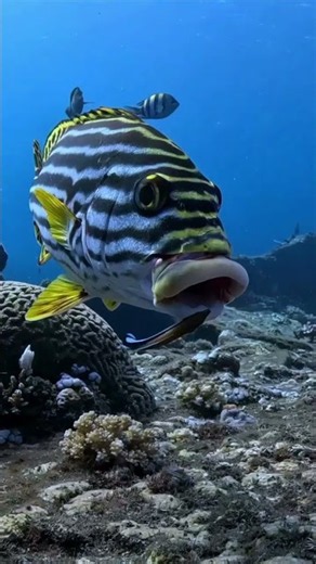 This Fish Looks Like It Has HUGE Lips! 😱🐠 | Eastern Sweetlips #shorts #facts #fish