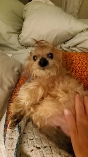 Remembering Eddie: The Heartwarming Story of Schloopy the Rescued Dog